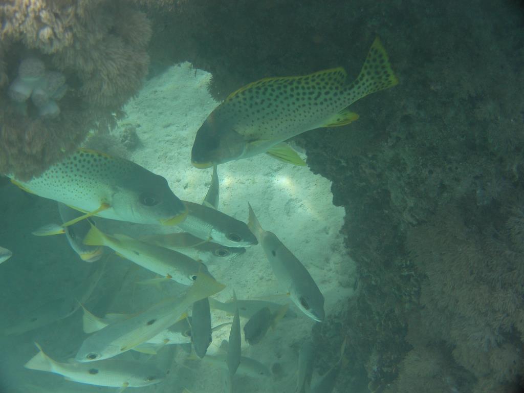 SANY0051_18.JPG